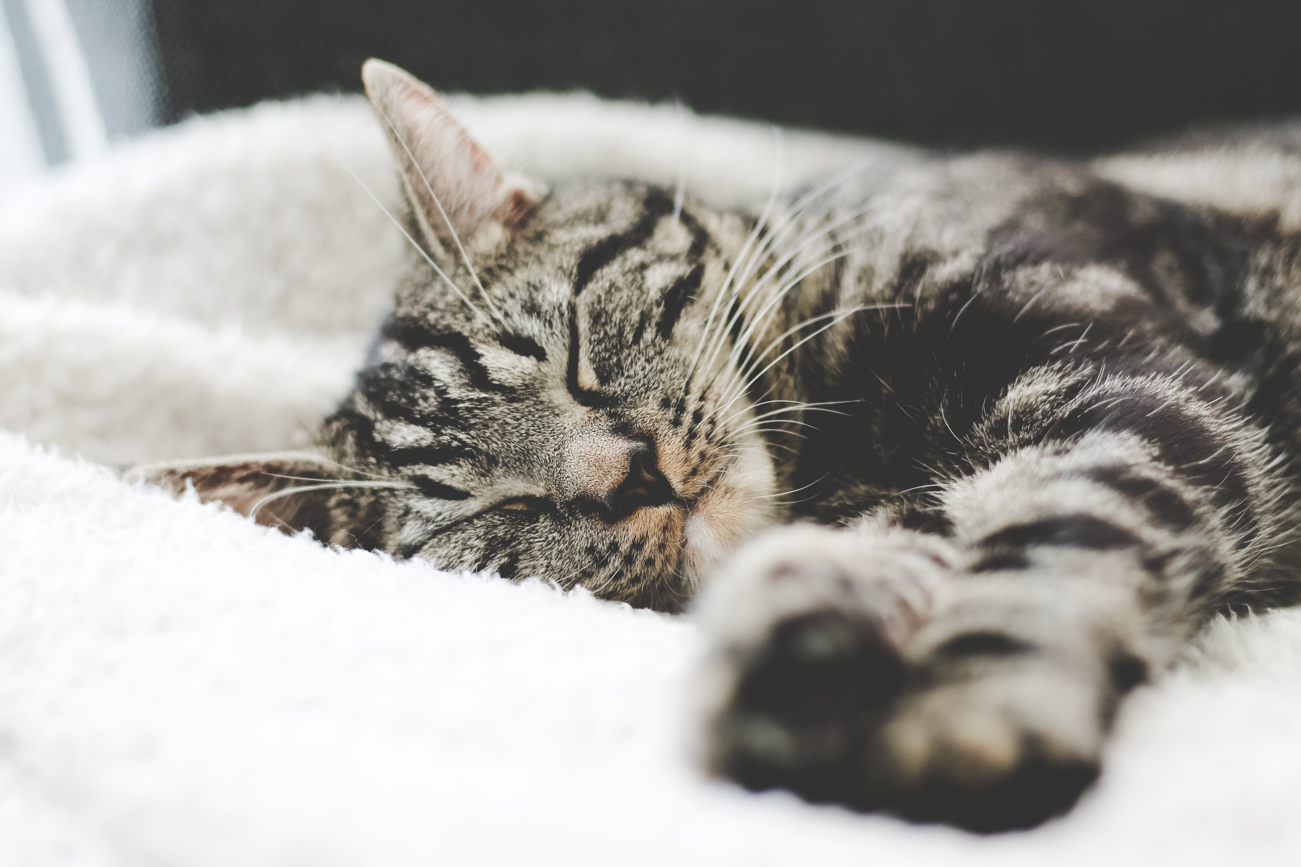 <p>A close-up of a striped cat sleeping on a white blanket.</p>