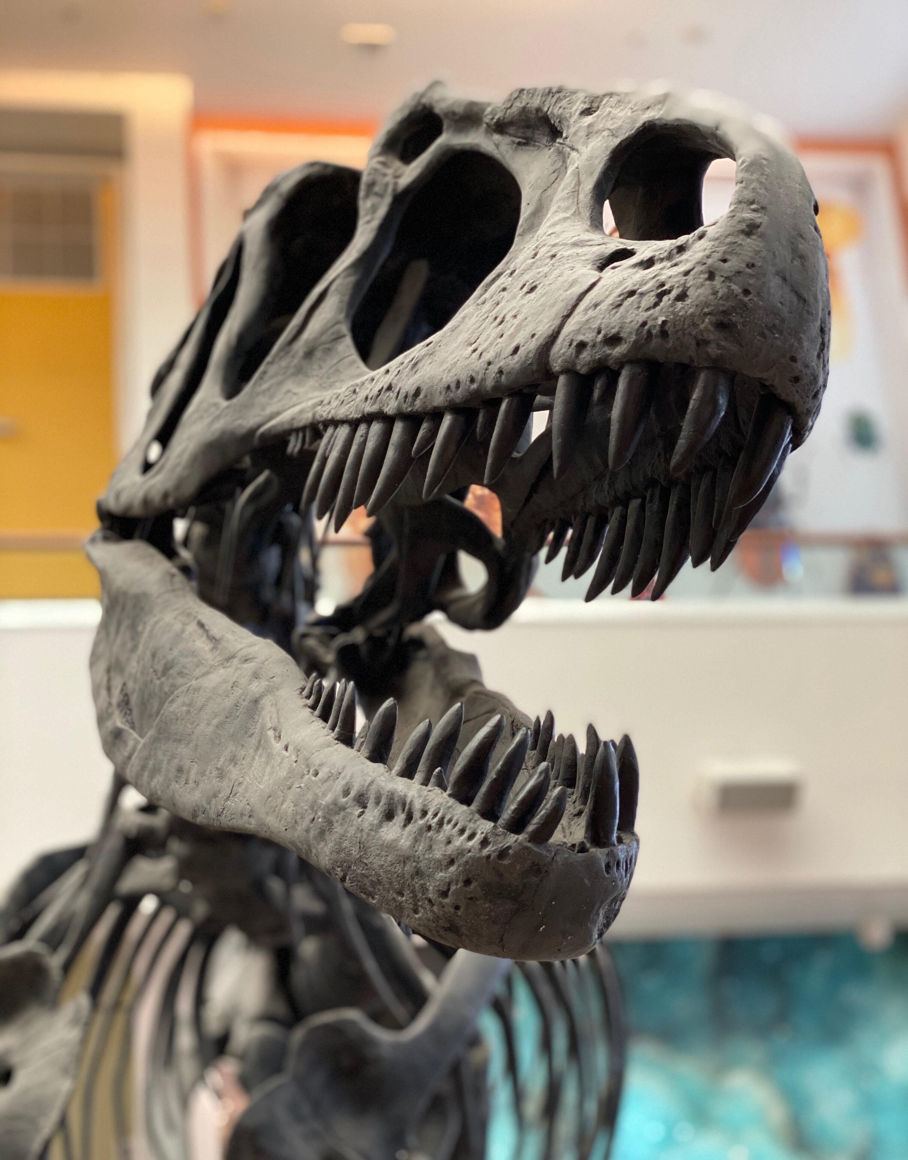 dinosaur-skeleton